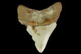 Fossil Megalodon Tooth - North Carolina #131595-1